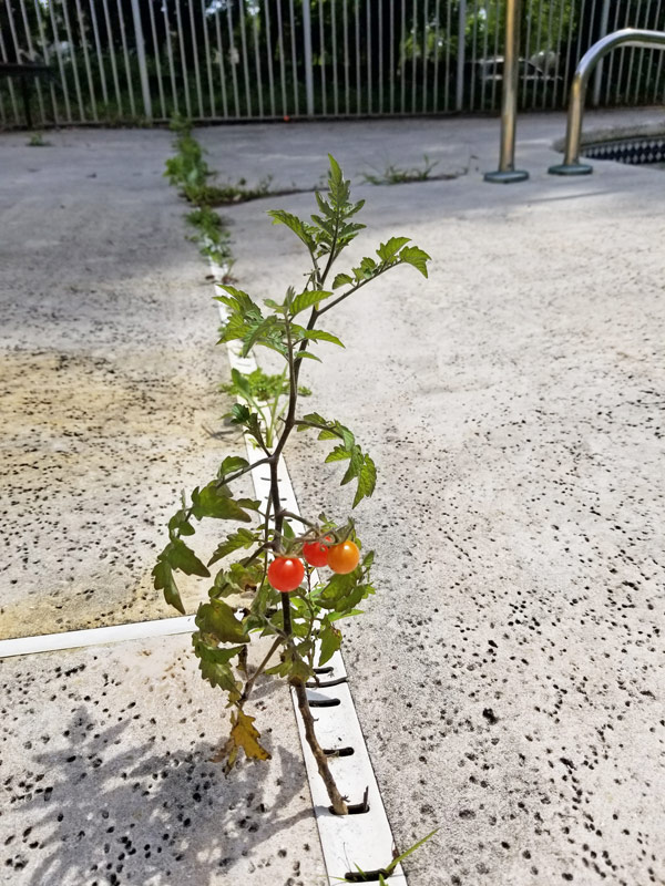 Everglades tomatoes self-seed readily. (The Grow Network)