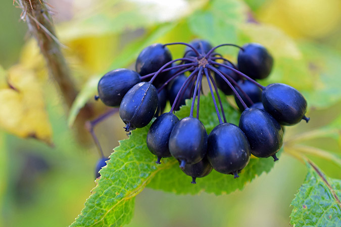 Benefits of Siberian ginseng (Eleutherococcus senticosus)