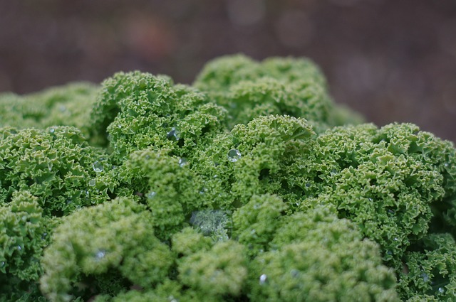 How to Grow Kale