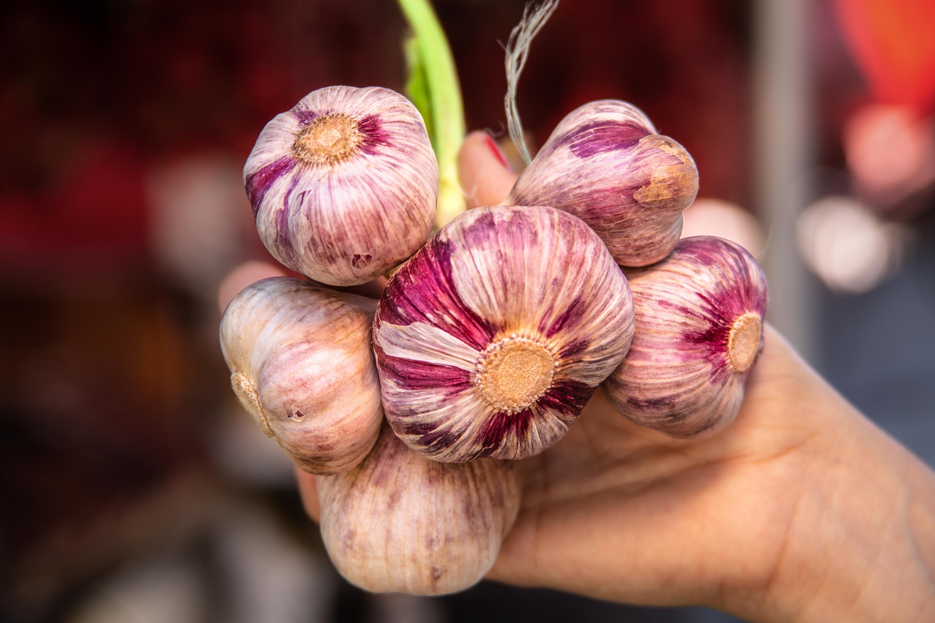 The 5 Best Garlic Supplements The Grow Network The Grow Network