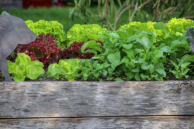 Raised garden beds benefit from aerobic compost tea. (The Grow Network)
