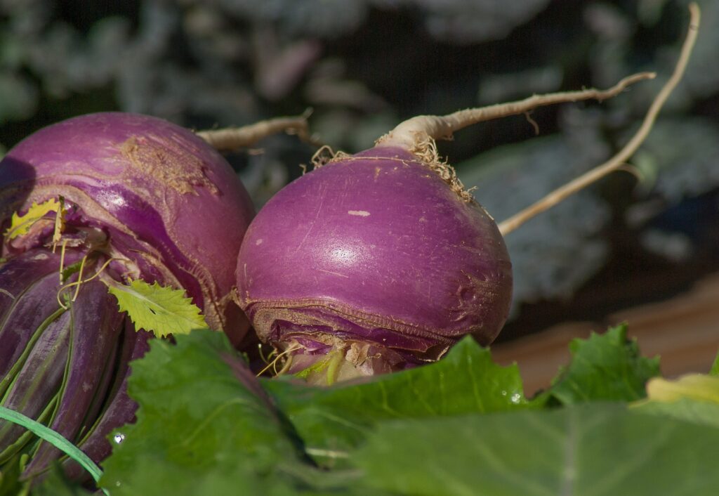 Turnips Tops, Roots, and Routes to Good Health For You and Your Plants