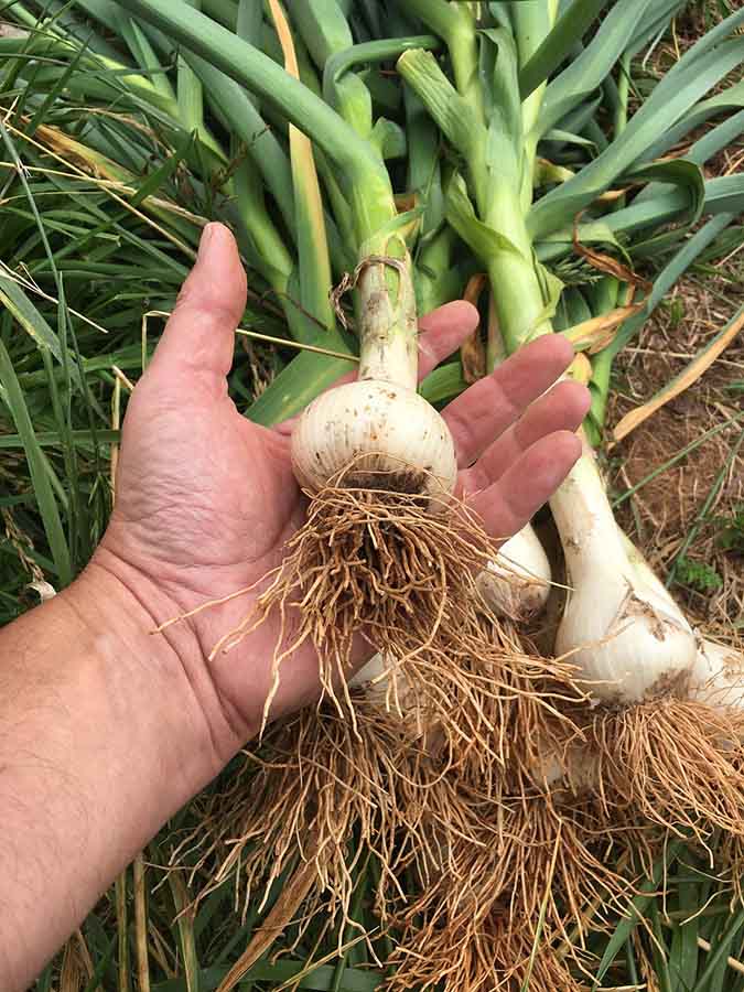 A gardener holding her garlic harvest (The Grow Network)