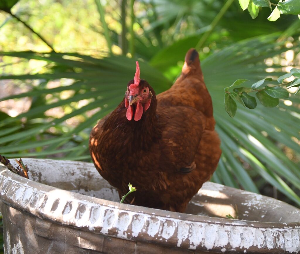Rhode Island Red chickens have winter-friendly fattiness (The Grow Network)