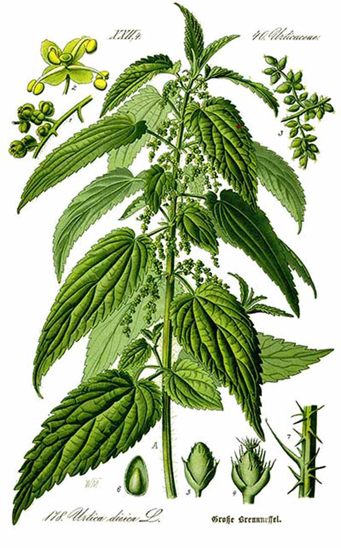 The first part of nettle's scientific name, Urtica, means "sting" and hints at the plant's prickly leaf structure. (The Grow Network)