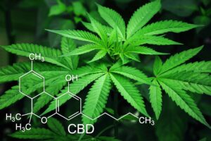 Dangers_Of_Buying_CBD-The_Grow_Network