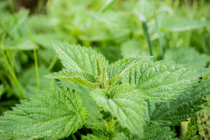 The aptly named stinging nettle's painful "hairs" help to distinguish it from look-alikes. (The Grow Network)