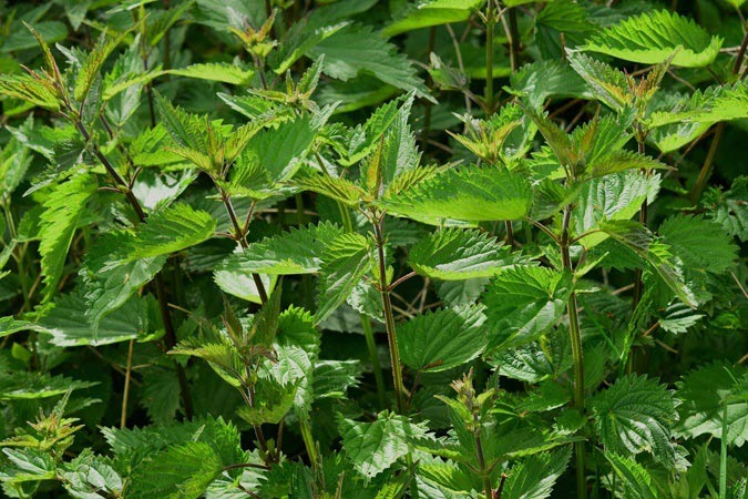 Grow your own bed of nettles for a nutritious source of readily available vitamins and micronutrients. (The Grow Network)