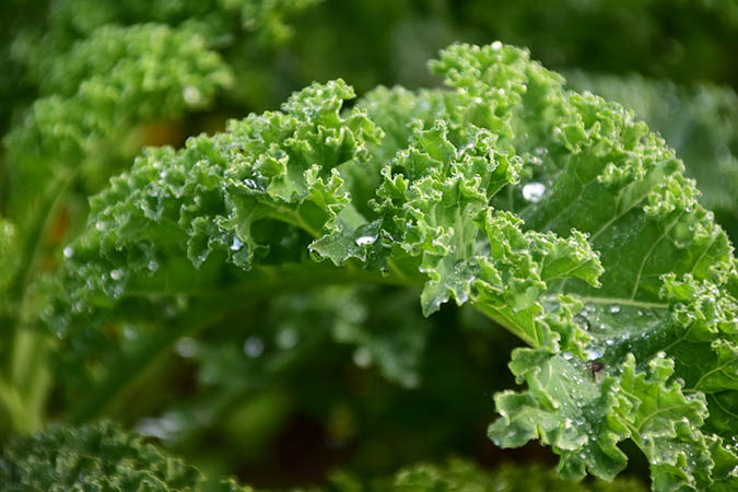 Homemade fertilizers contribute to healthy soil