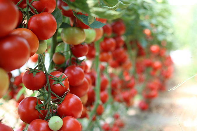 Make and use homemade fertilizers for the best backyard produce - tomatoes