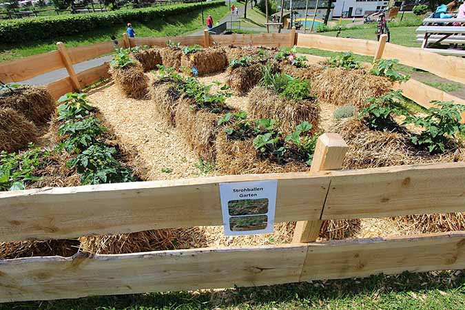 Straw bale gardening can be disastrous if the straw was previously sprayed with herbicides