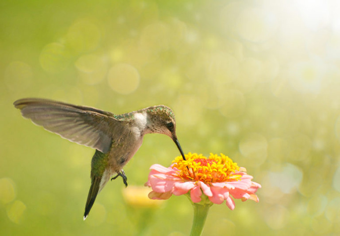 Plain white table sugar mixed with water most closely duplicates the chemical composition of natural nectar. (The Grow Network)