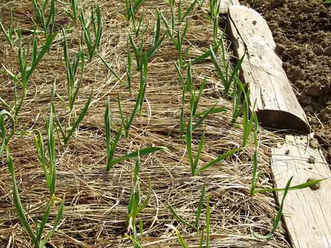 Hay mulch, with winter garlic sprouts growing through (The Grow Network)