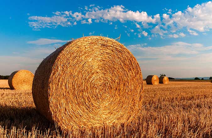 What is hay, and does it make a good mulch? (The Grow Network)