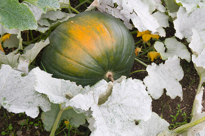 Plants in the cucurbit family like pumpkins, squash, and watermelon are prone to developing powdery mildew. (The Grow Network)