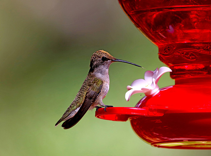 A hummingbird food ratio of 1 part refined sugar to 3 parts water mimics the nectar in their favorite flowers. (The Grow Network)