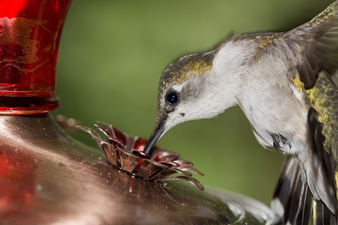 Hummingbird Sugar Water Ratio: Hit the 1:3 Sweet Spot