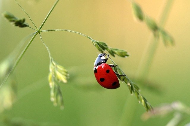 How to Attract Beneficial Insects