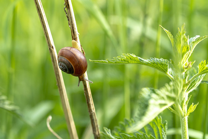 Hay mulch has a tendency to attract snails and slugs. (The Grow Network)