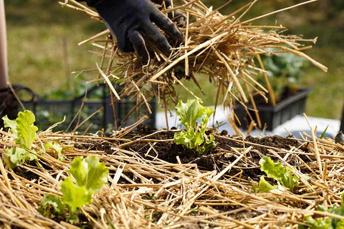 Straw mulch in garden beds (The Grow Network)