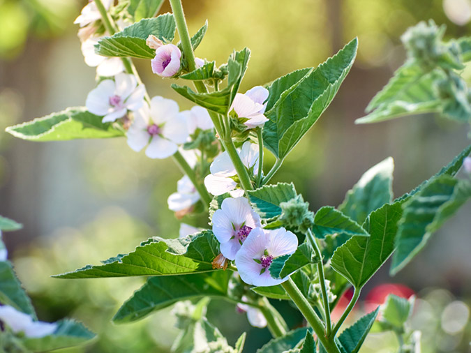 The modest marshmallow bears a botanical name that hints at its history as a healing plant. (The Grow Network)