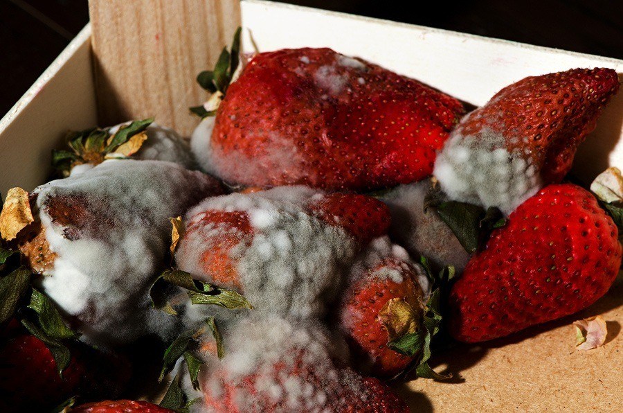 Compost boosters - box of moldy strawberries