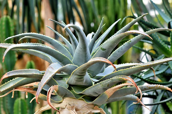 Agave syrup is a highly processed, slightly sweeter sugar alternative. The Grow Network