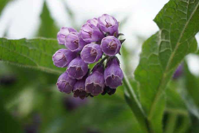 Purple comfrey flowers (The Grow Network)