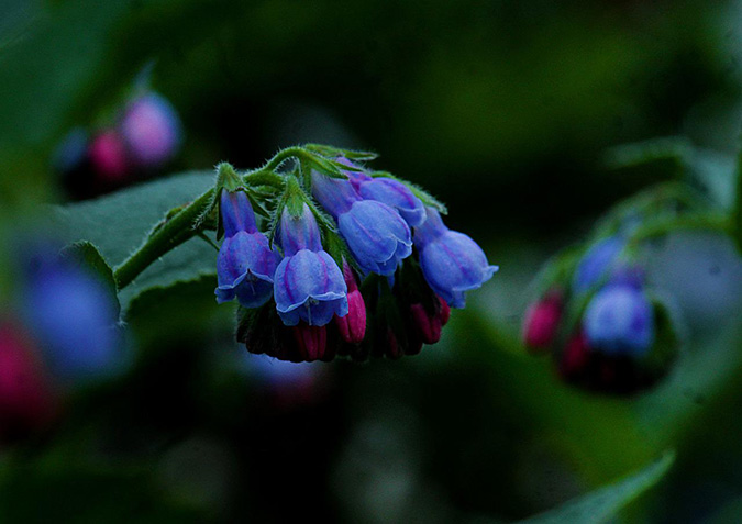 Comfrey with purple flowers (The Grow Network)