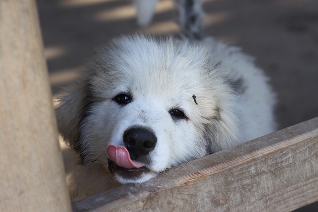 How to Train Your Livestock Guardian Dog