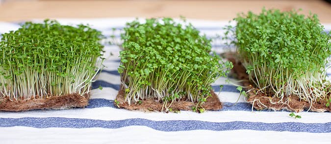 How to grow mustard microgreens. (The Grow Network)