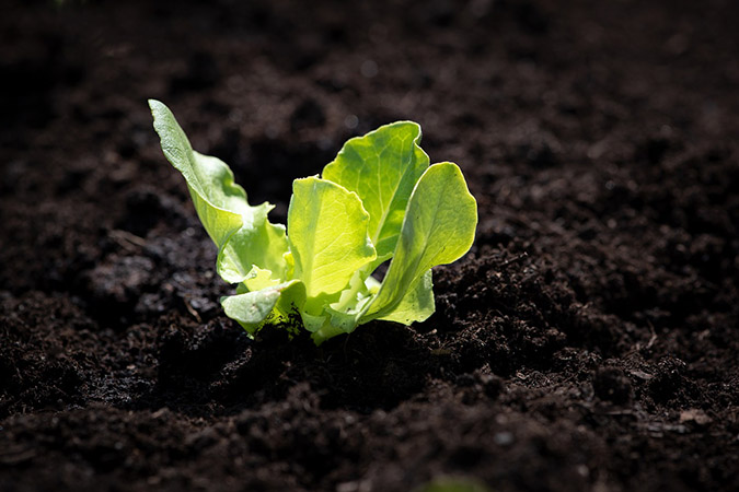 Here's how to get better germination rates on your lettuce seeds. (The Grow Network)