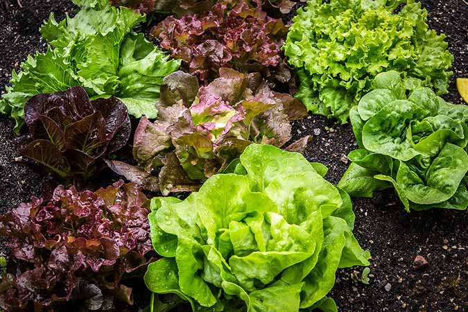 When you grow lettuce from seed, you can choose from a wonderful array of varieties! (The Grow Network)