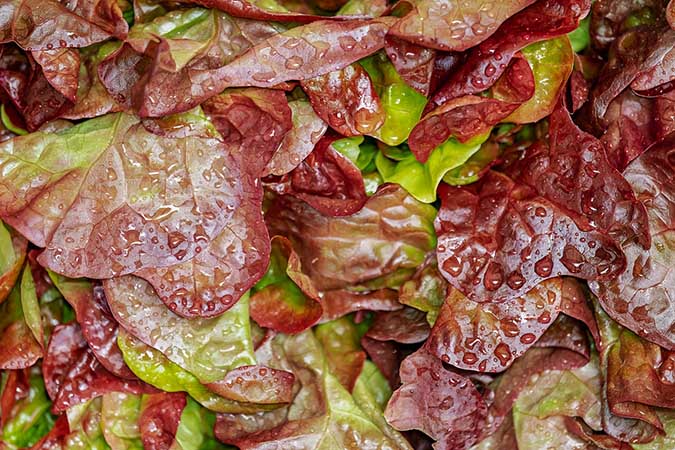 Heirloom lettuce can be beautiful! (The Grow Network)