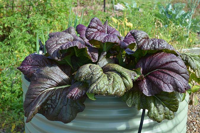 There are multiple types of mustard greens, including purple and red varieties. (The Grow Network)