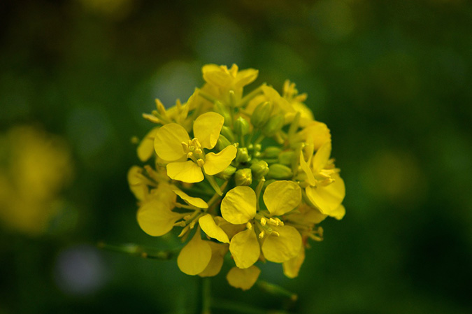 When mustard greens are allowed to flower, they attract pollinators. (The Grow Network)