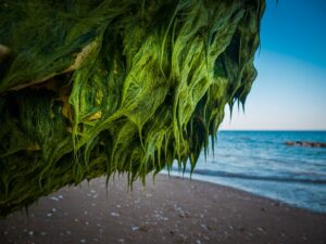 Seaweed Detox Bath -- Image by nir_design from Pixabay