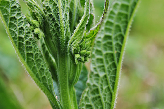 Comfrey prior to blooming -- uses for comfrey (The Grow Network)