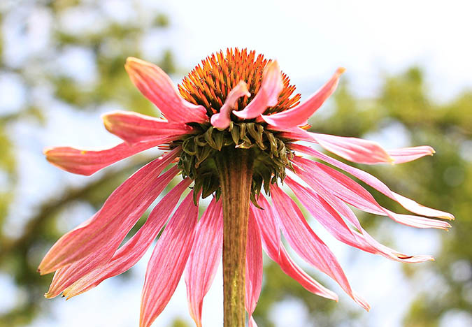5 benefits of echinacea (The Grow Network)