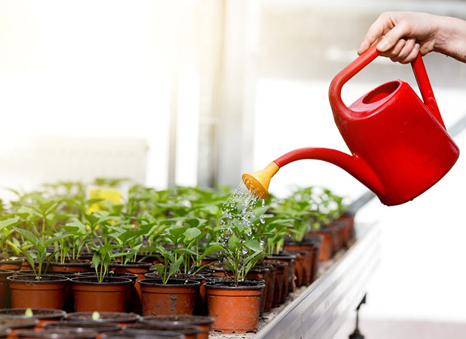How to apply liquid fertilizer to your potted vegetables, fruits, and herbs (The Grow Network)