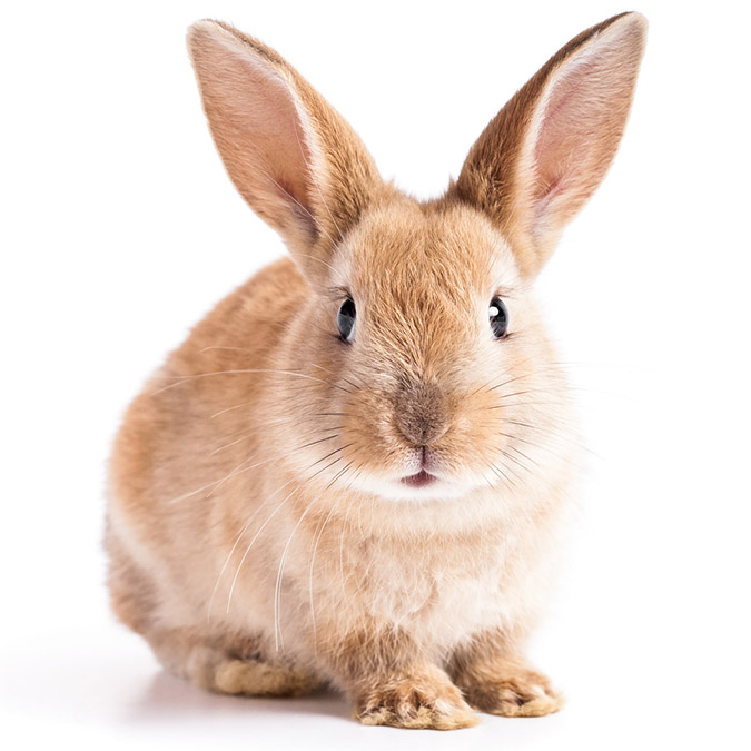 Granular fertilizers often contain animal manure, like rabbit poop (The Grow Network)