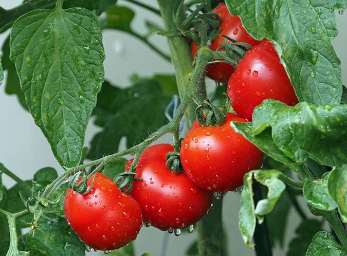 Fertilizing heavy feeders, such as tomatoes, in pots (The Grow Network) 