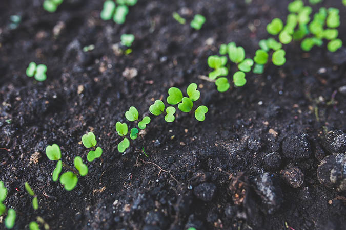 Tips for successful germination when growing arugula (The Grow Network)