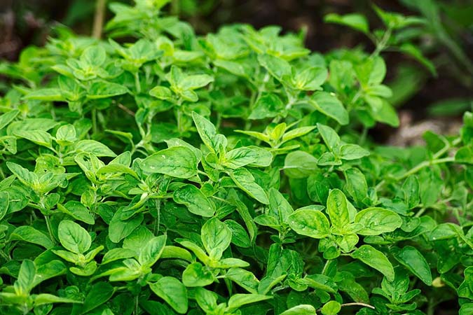 Oregano oil can be used as a natural cold and flu remedy (The Grow Network)