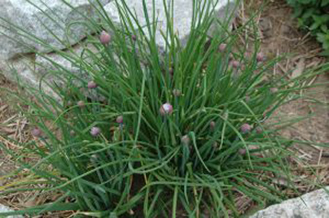 Harvest onion tops at about 6-8 in. of growth or according to taste. (The Grow Network)