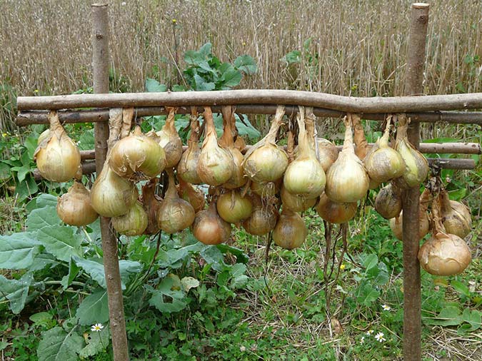 Key to understanding how to grow onions is learning how to properly cure them for storage. (The Grow Network)