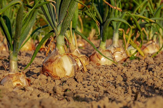 How to Grow Onions for a Year's Worth of Meals