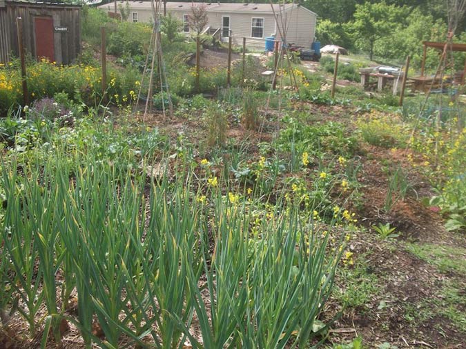 Learn how to grow onions with a plan best suited to your growing region and conditions. (The Grow Network)