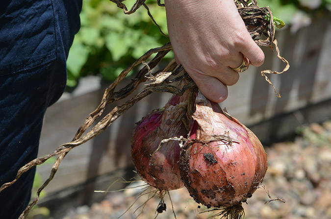 Boost onion growth from the start with 10-20-10 store-bought fertilizer, or add your own homemade amendments. (The Grow Network)