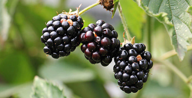 Blackberries are among many foods that neutralize free radicals, preventing sun damage before it starts. (The Grow Network)